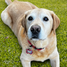 Load image into Gallery viewer, Poppin Premium - Patriotic AF