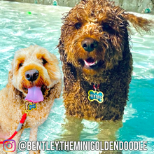 Load image into Gallery viewer, Poppin Premium - The Bentley Design