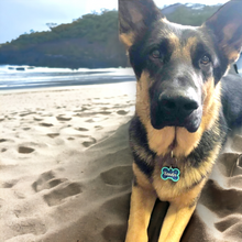 Load image into Gallery viewer, Sea Green Tag with Royal Blue Fill
