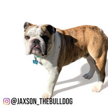 Load image into Gallery viewer, Light Blue Bone Tag
