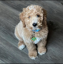 Load image into Gallery viewer, Poppin Premium - Scooby Tag (Engraving Included)
